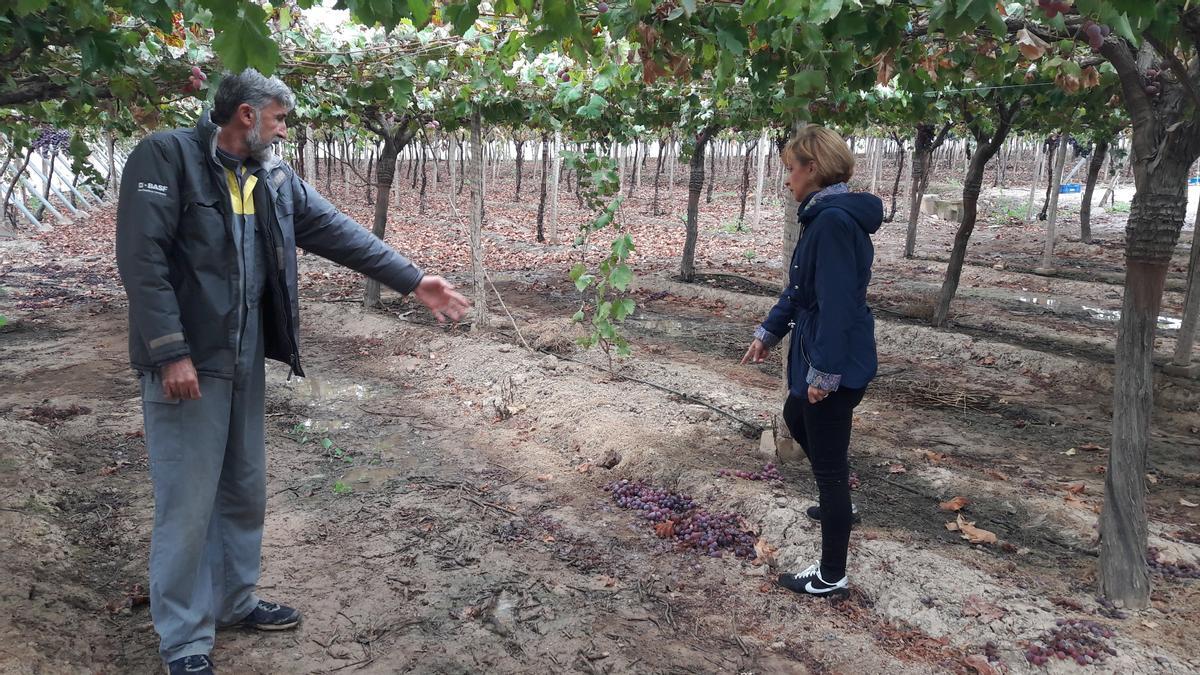 El dueño de la plantación y la edil señalaban restos de granos de uva que se cayeron en la rápida huida de los ladrones.