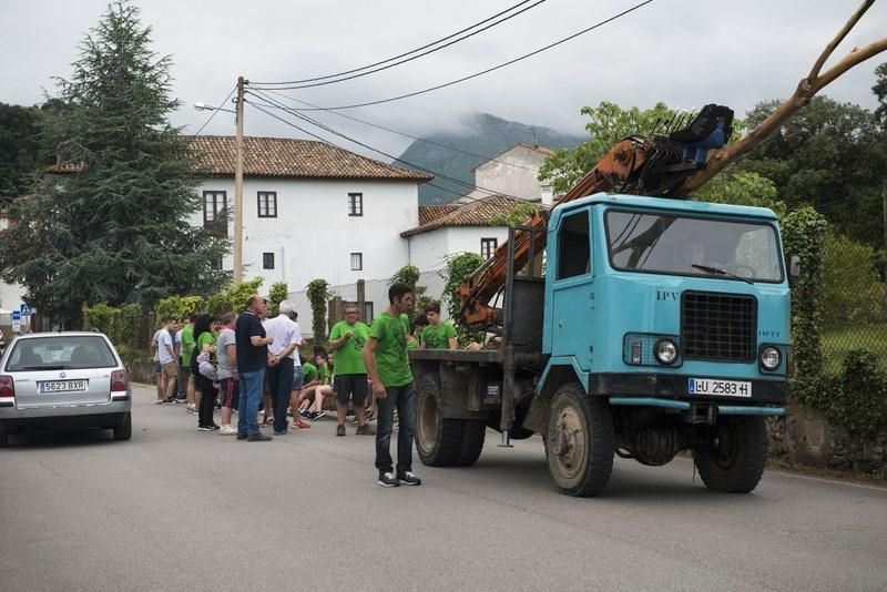 Celoriu planta su hoguera