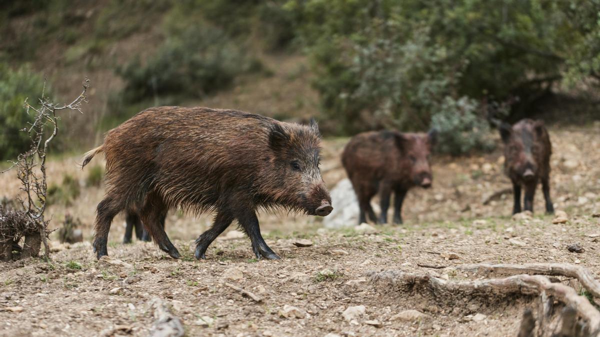 La Federación desarrolla acciones de reproducción de las especies para conservación y aprovechamiento sostenible