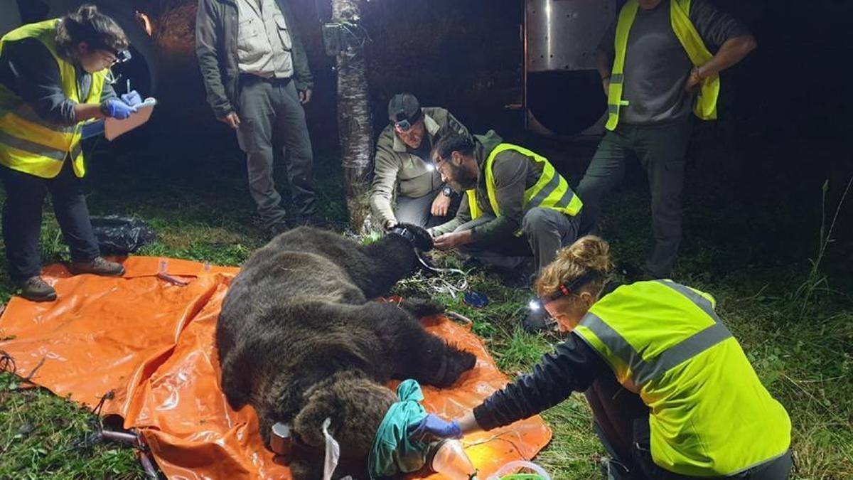 Veterinarios y técnicos colocan un GPS a un oso en la Cordillera Cantábrica.