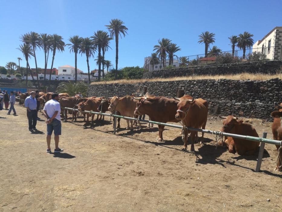 Celebración de San Juan en Telde