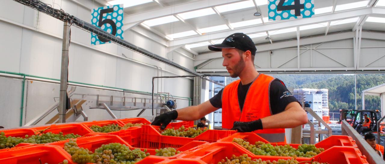 Diferentes líneas de recepción de la uva de la bodega Paco &amp; Lola, en Meaño.