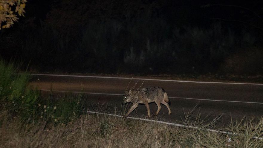 Un lobo cruza una carretera en Sanabria