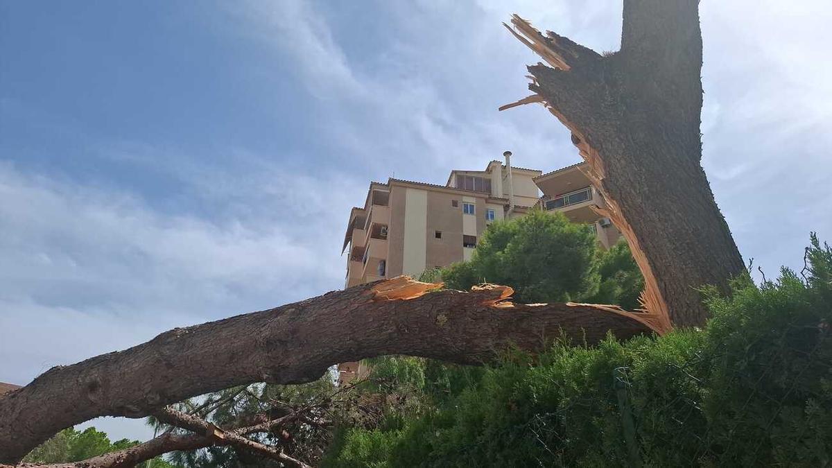 El pino caído al suelo en la playa de Gandia tras romperse por la mitad