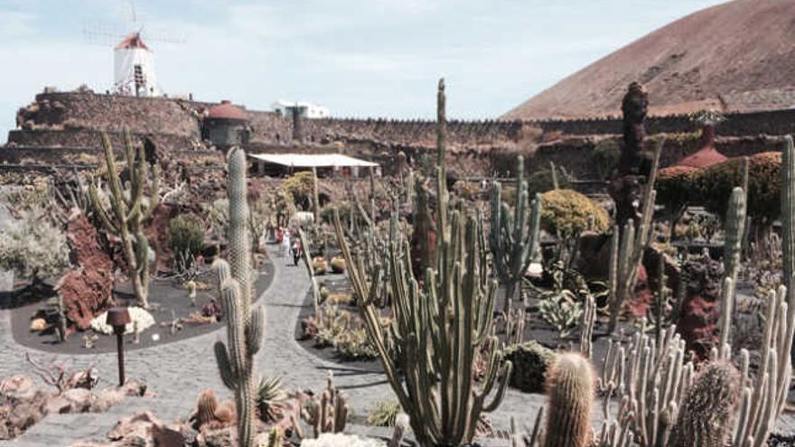 Vista del interior del Jardín de Cactus en Guatiza, Teguise. | lp / dlp