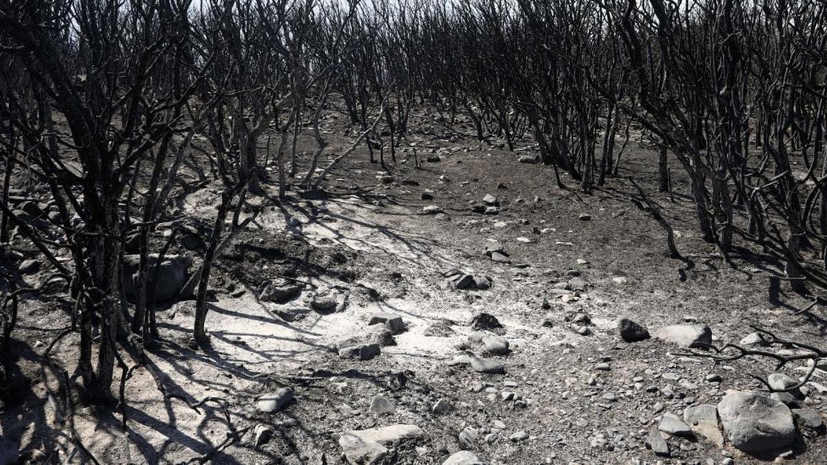 Incendio del Moncayo.