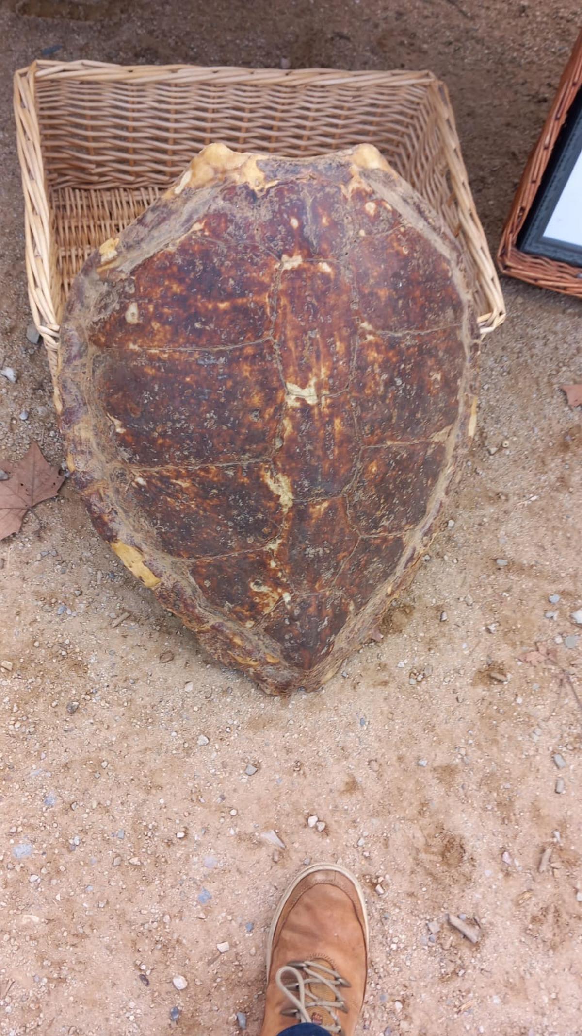 La closca de tortuga protegida intervinguda pels Mossos a Celrà.