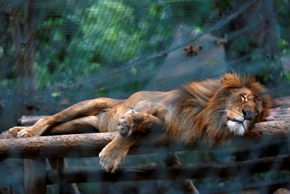 Un león duerme dentro de una jaula en el zoológico de Caricuao en Caracas.