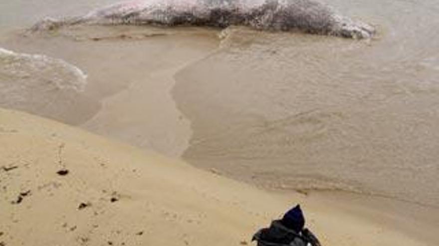 Imagen del cachalote de ayer en la playa de Nigrán