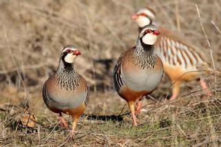 La población de aves de la UE se ha reducido en 600 millones desde 1980