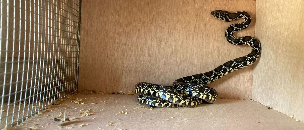 Una serpiente atrapada recientemente en Eivissa.