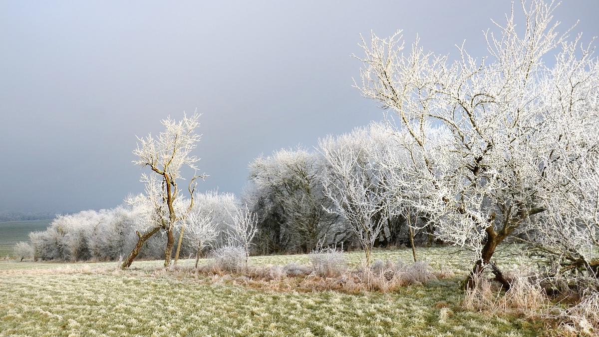 Las heladas tardías ponen en peligro la supervivencia de los árboles de hoja caduca.