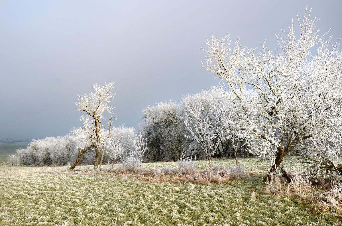 Las heladas tardías ponen en peligro la supervivencia de los árboles de hoja caduca.