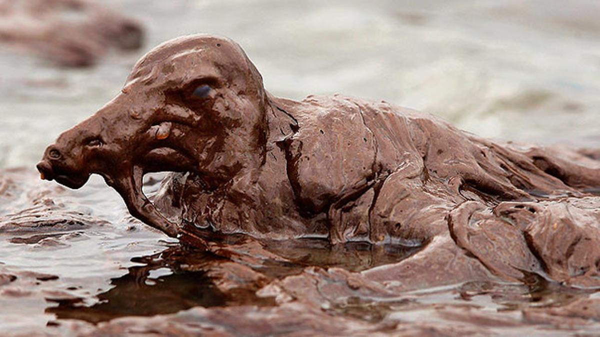 Una au marina coberta de petroli en una platja de Louisiana (EUA). La incontenible taca de cru de la plataforma Deepwater Horizon afecta la fauna del litoral del golf de Mèxic.