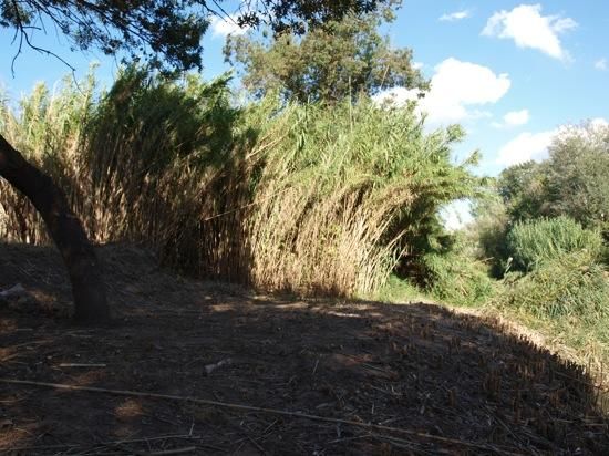 La riba del Cardener després de la neteja