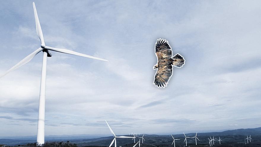 Cómo evitar que los molinos de viento en Asturias destrocen pájaros y murciélagos
