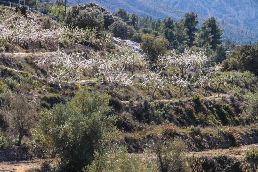 Arranque de almendros en Fageca y Famora