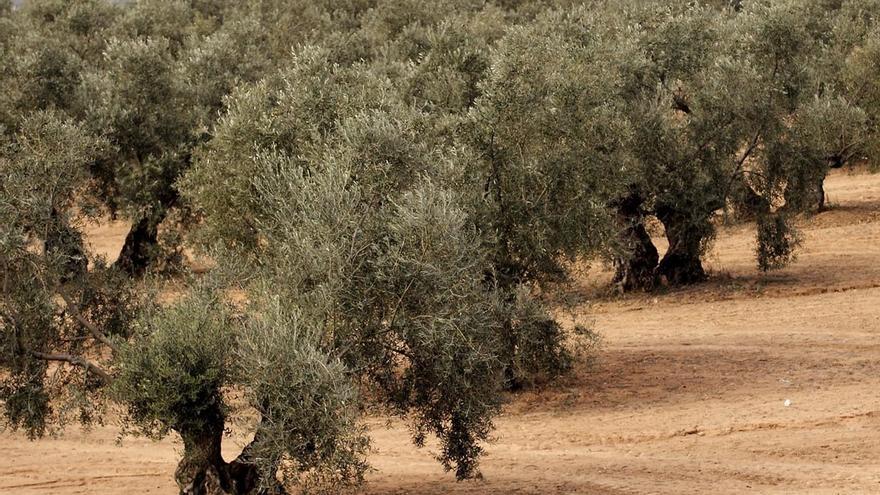 La falta de lluvias recorta un 70% la producción de aceituna aloreña en Málaga