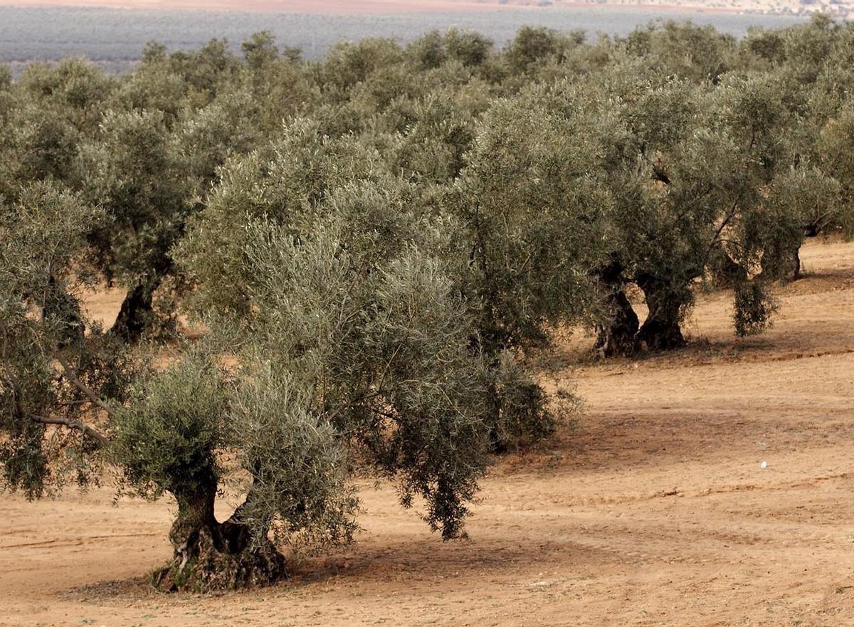 Olivos en la provincia de Málaga.