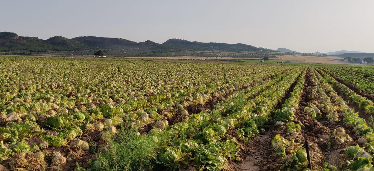 Cultivo de lechugas abandonado en el paraje del Boalage, en Yecla (Altiplano).
