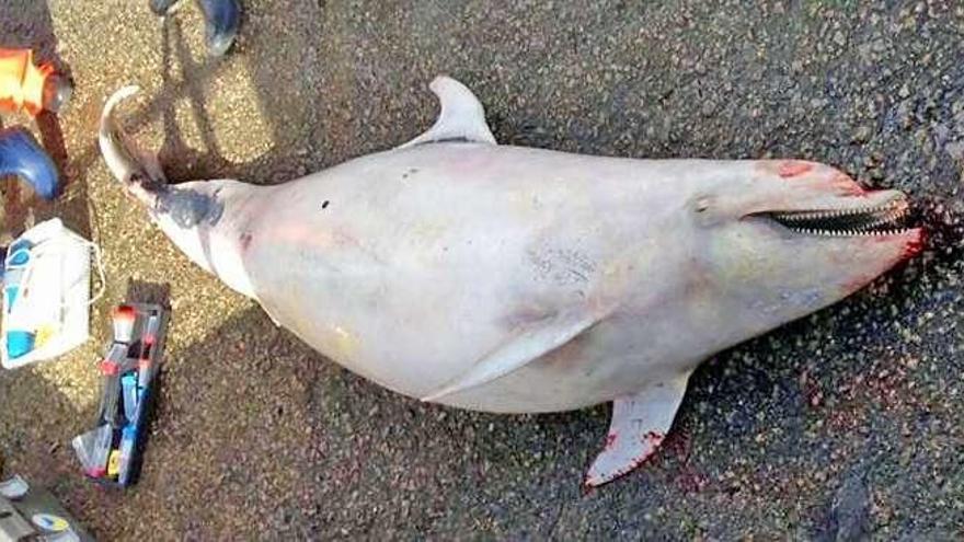 El cadáver del delfín recuperado en la entrada a la dársena deportiva de Bouzas. // Bernardo Landriz