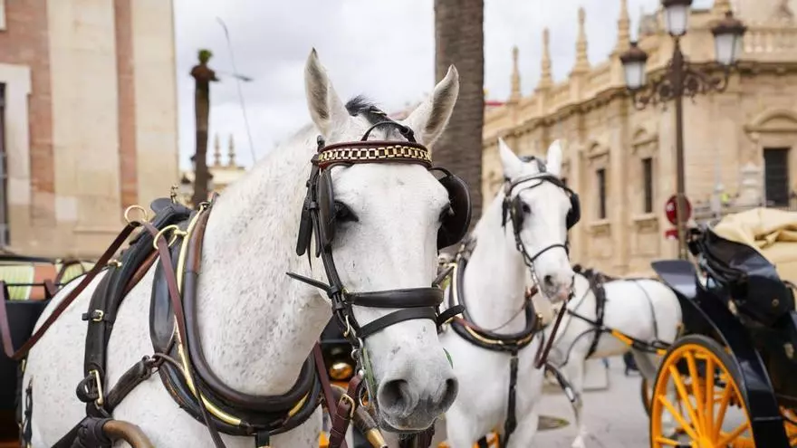 VÍDEO | Sevilla abre el debate sobre los coches de caballos
