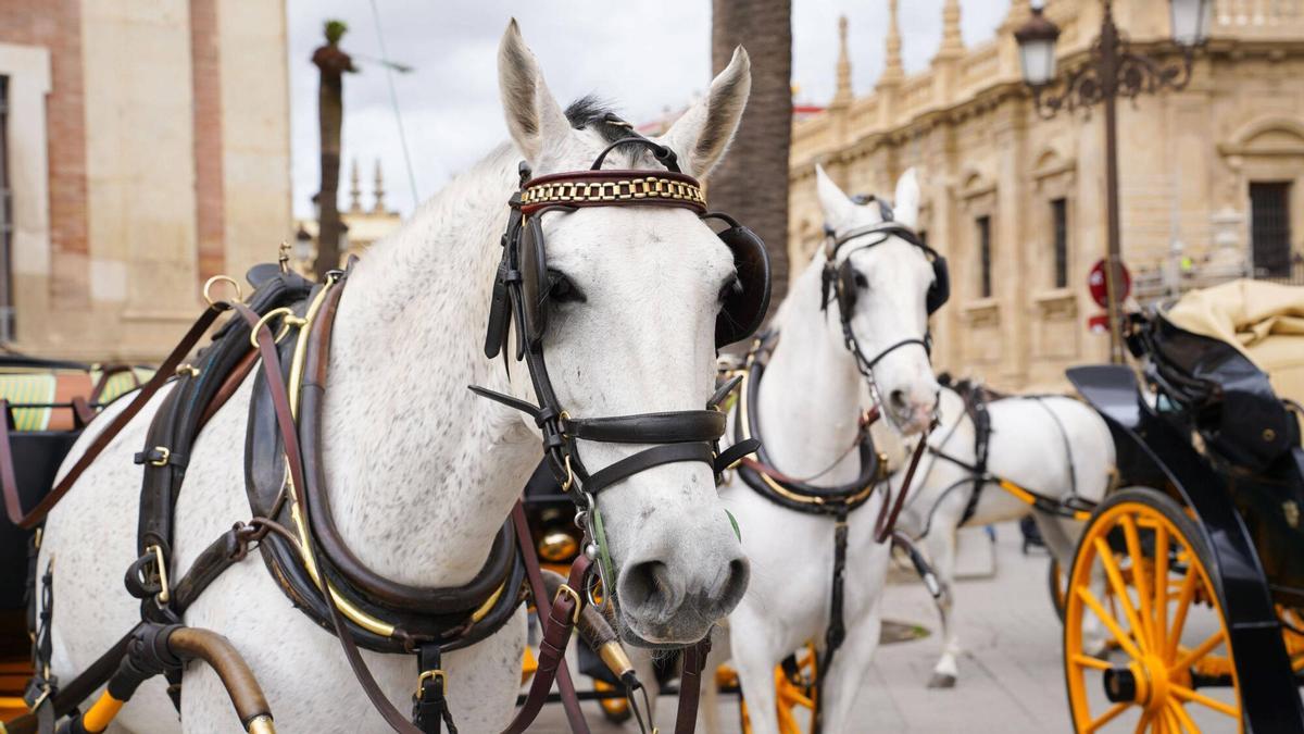 VÍDEO | El Ayuntamiento anuncia una serie de medidas para la regulación de coches de caballos