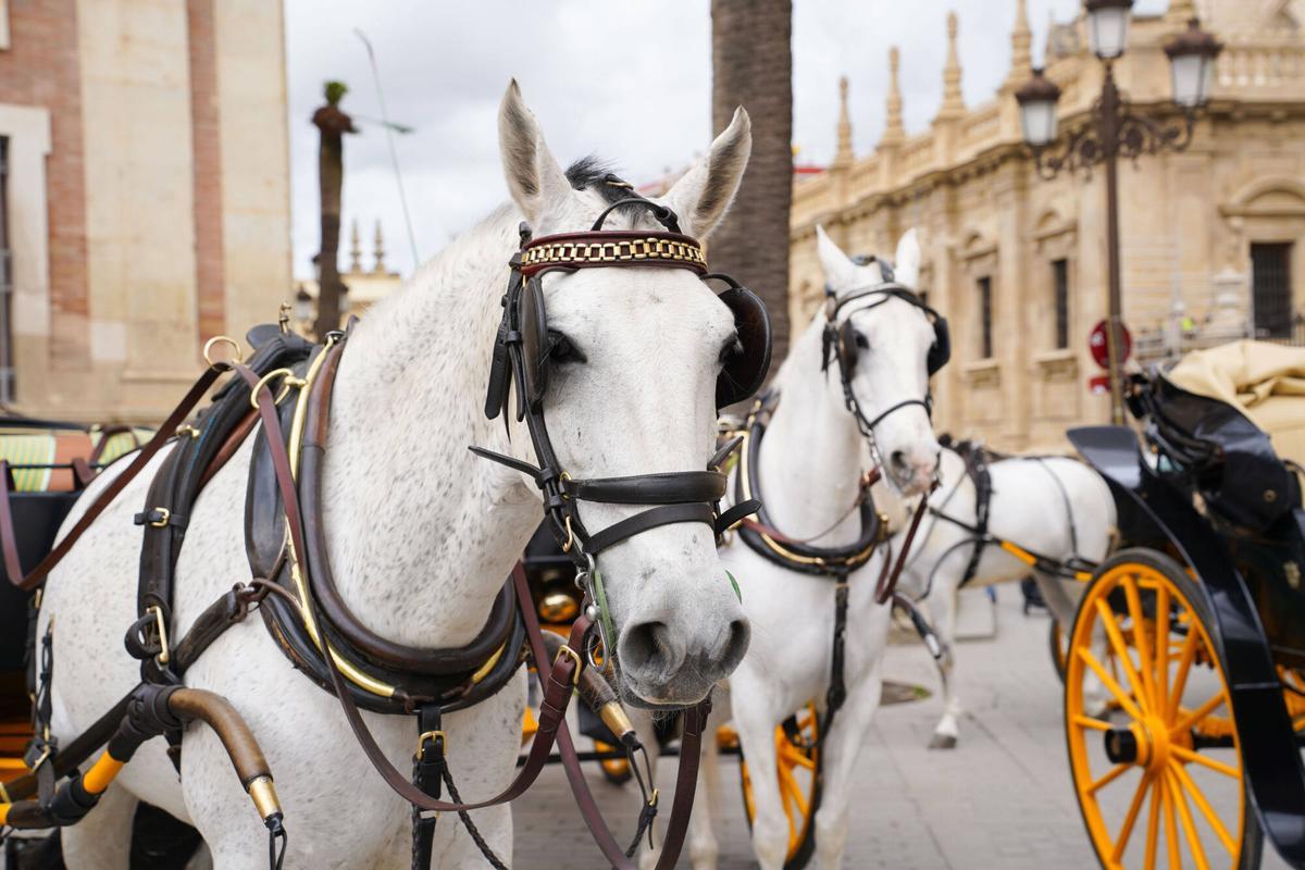 Coches de caballos paseando por el centro de Sevilla.