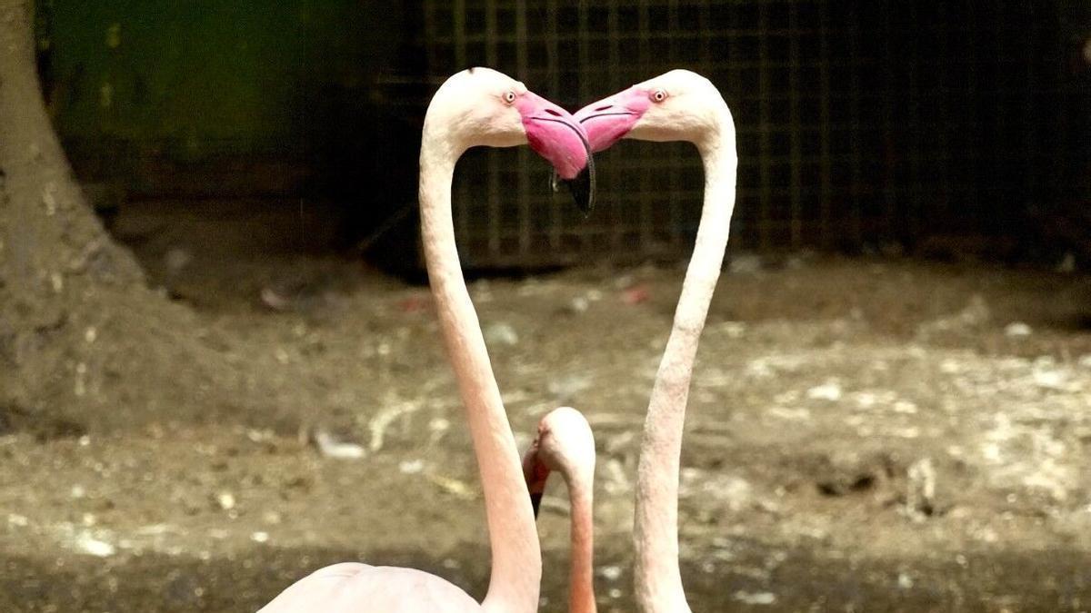 Dos flamencos forman la silueta de un corazón en el parque de Avifauna.