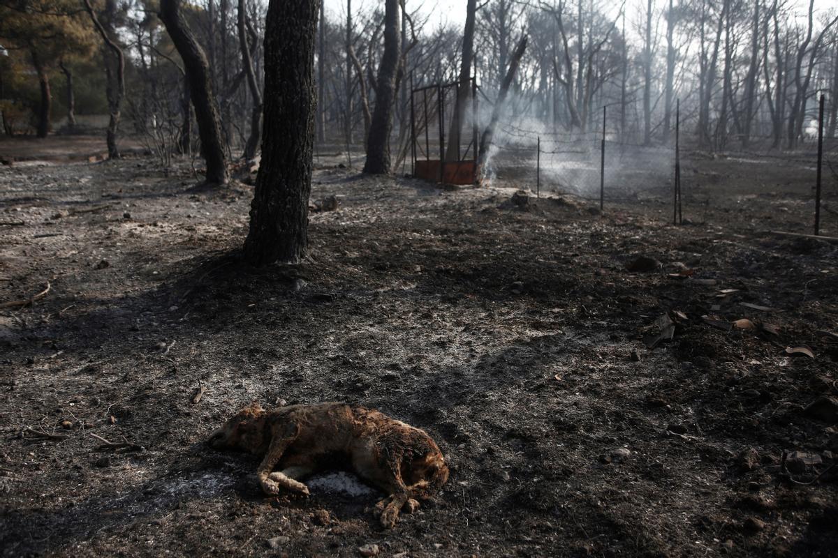 Un perro yace sin vida en el terreno de una casa arrasada por el fuego en el área de Varybobi, al noreste de Atenas.