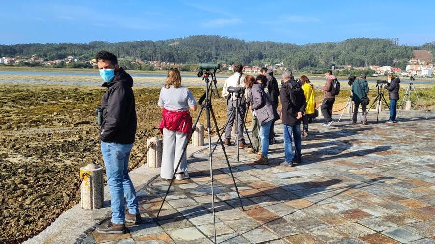 La costa de A Toxa es un espacio privilegiado en cuanto a presencia de aves