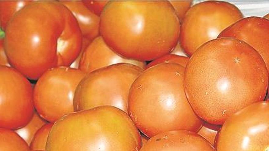 3.- El tomate, en el centro de la investigación agroalimentaria