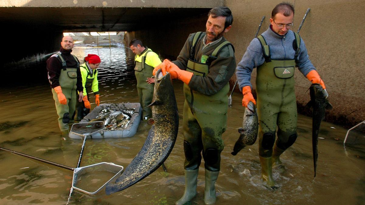 Imagen de archivo de sirulos.