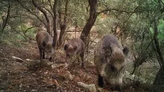 Alicante lidera el crecimiento de la población de jabalíes en España y alberga ya unos 60.000 ejemplares salvajes