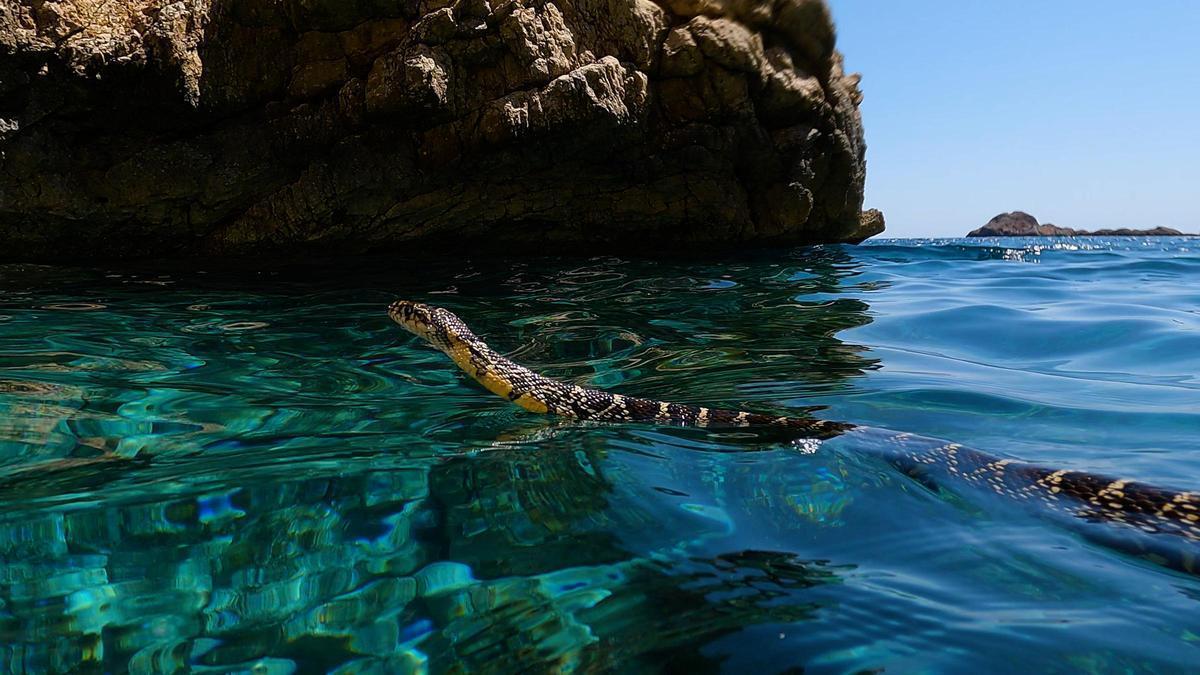 Gefr-ige-J-ger-und-exzellente-Schwimmer-Wie-die-Invasion-der-Hufeisennattern-auf-Mallorca-gestoppt-werden-soll