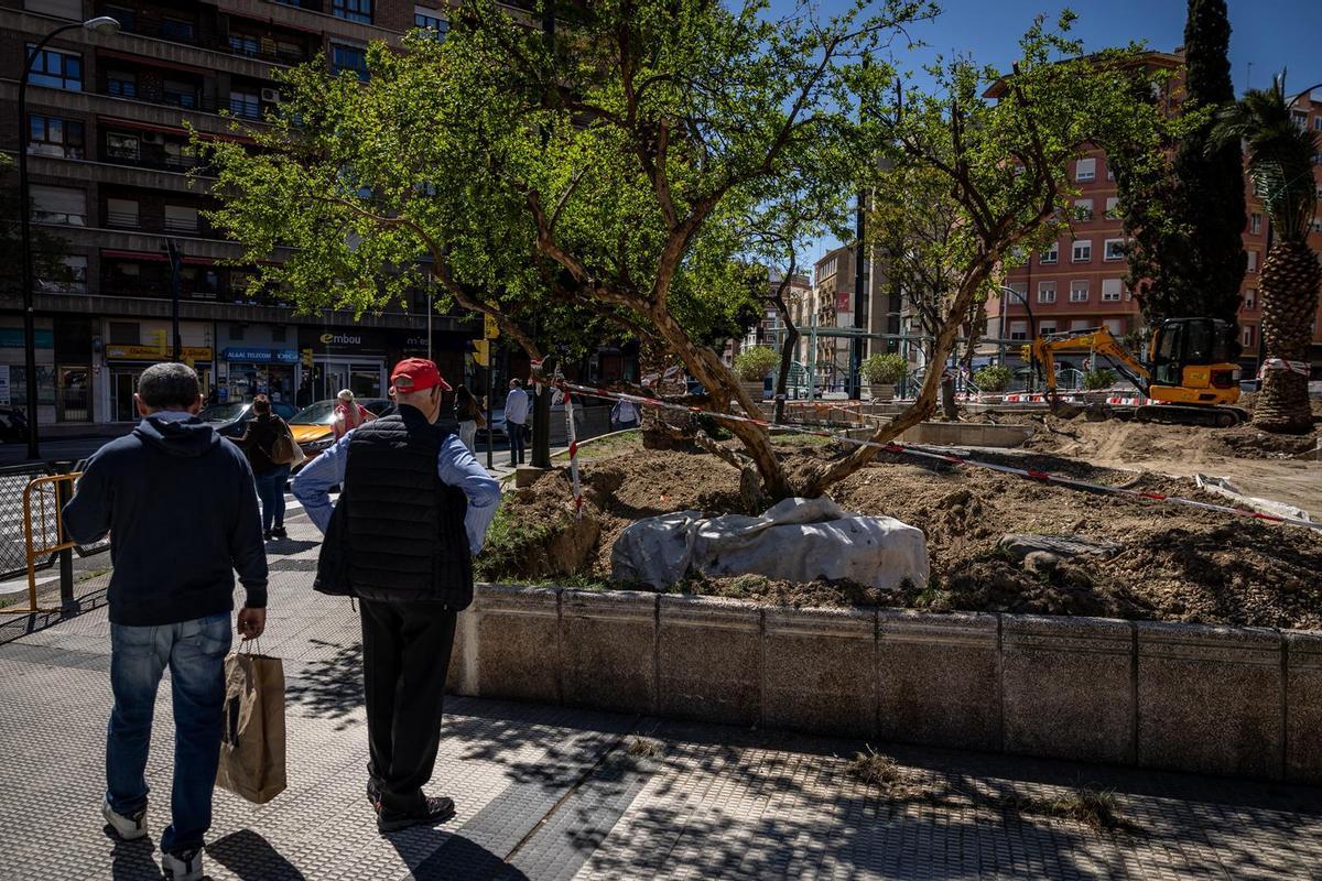 Un hombre contempla cómo han preparado un árbol para su traslado.