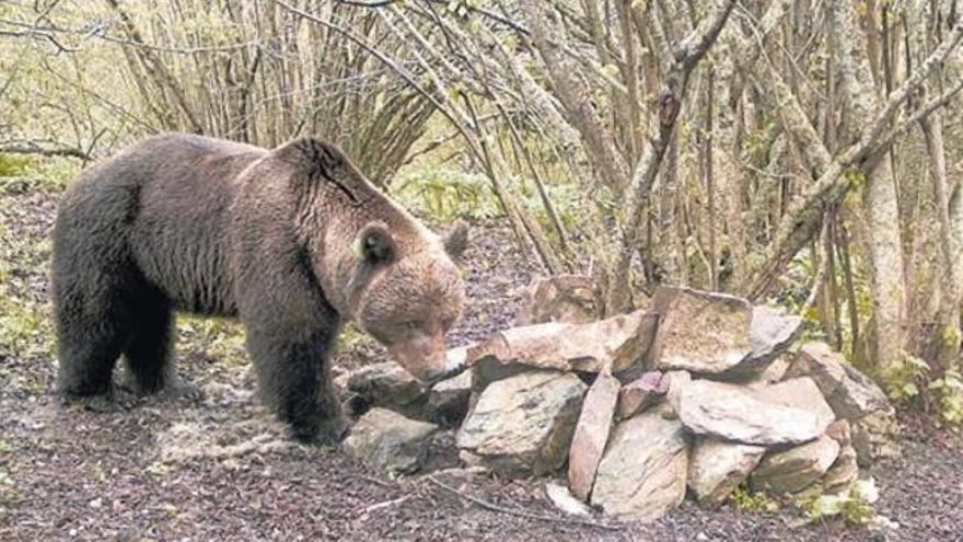 Cuenta atrás para la llegada al Pirineo del oso que debe destronar a Pyros