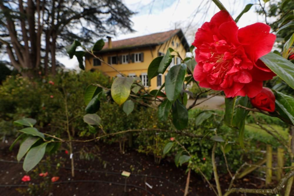 Camelias en el Botánico