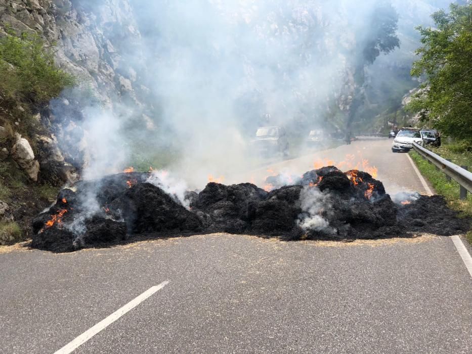 Los ganaderos cortan la carretera a Sotres en protesta por los ataques del lobo