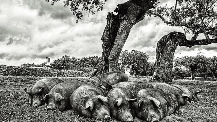 Convocado el concurso de fotos cerdo ibérico y dehesa en Monesterio