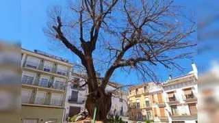 Un legendario árbol de Castellón de 389 años está en apuros: el tratamiento para 'salvarlo'