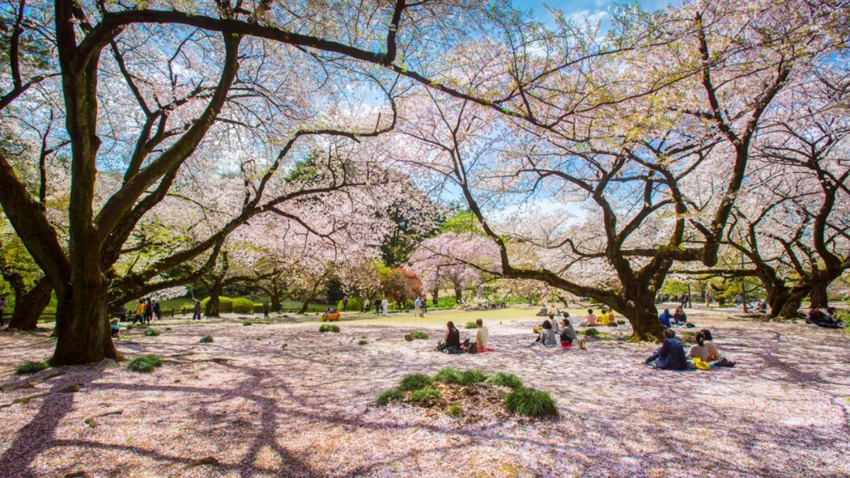 Una imagen de la floración de los cerezos en Japón.