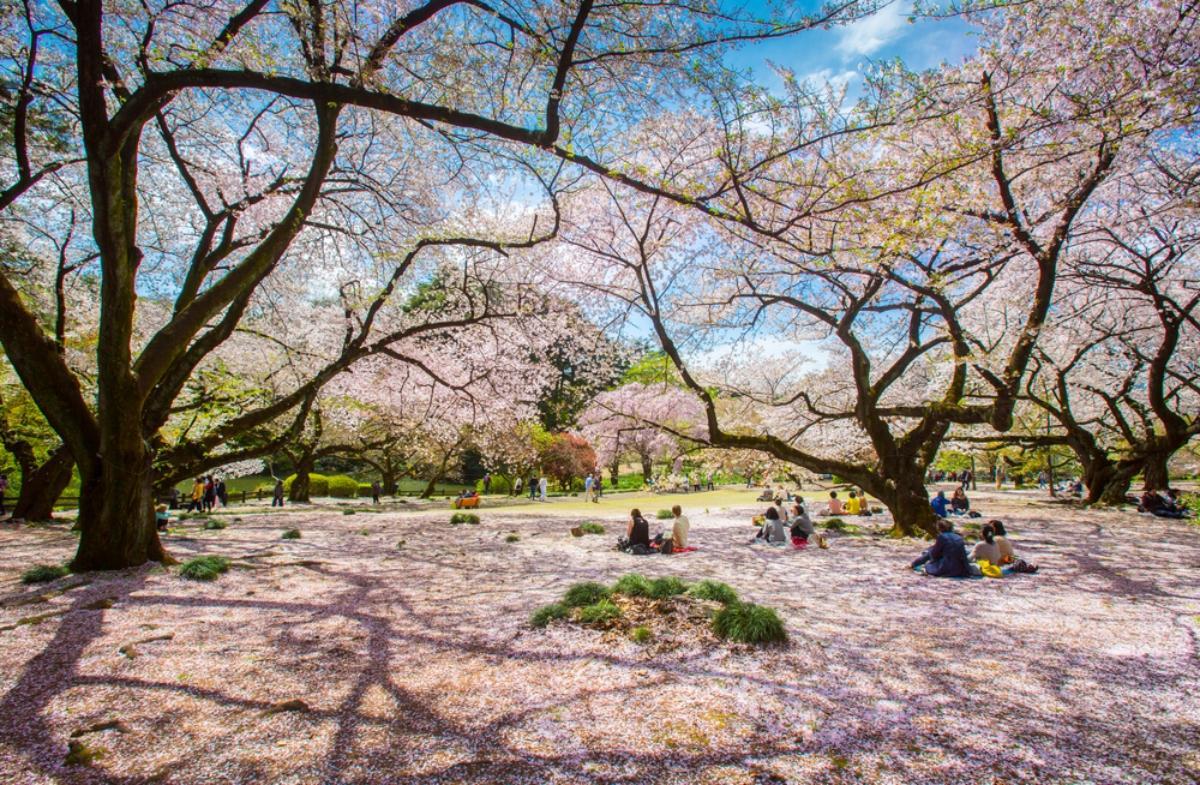 Una imagen de la floración de los cerezos en Japón.