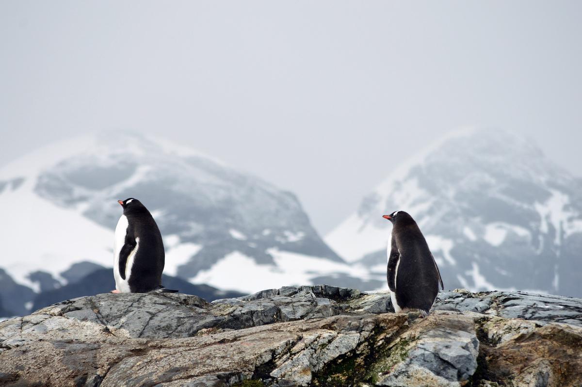 Los pingüinos viven en la Antártida, no en el Ártico