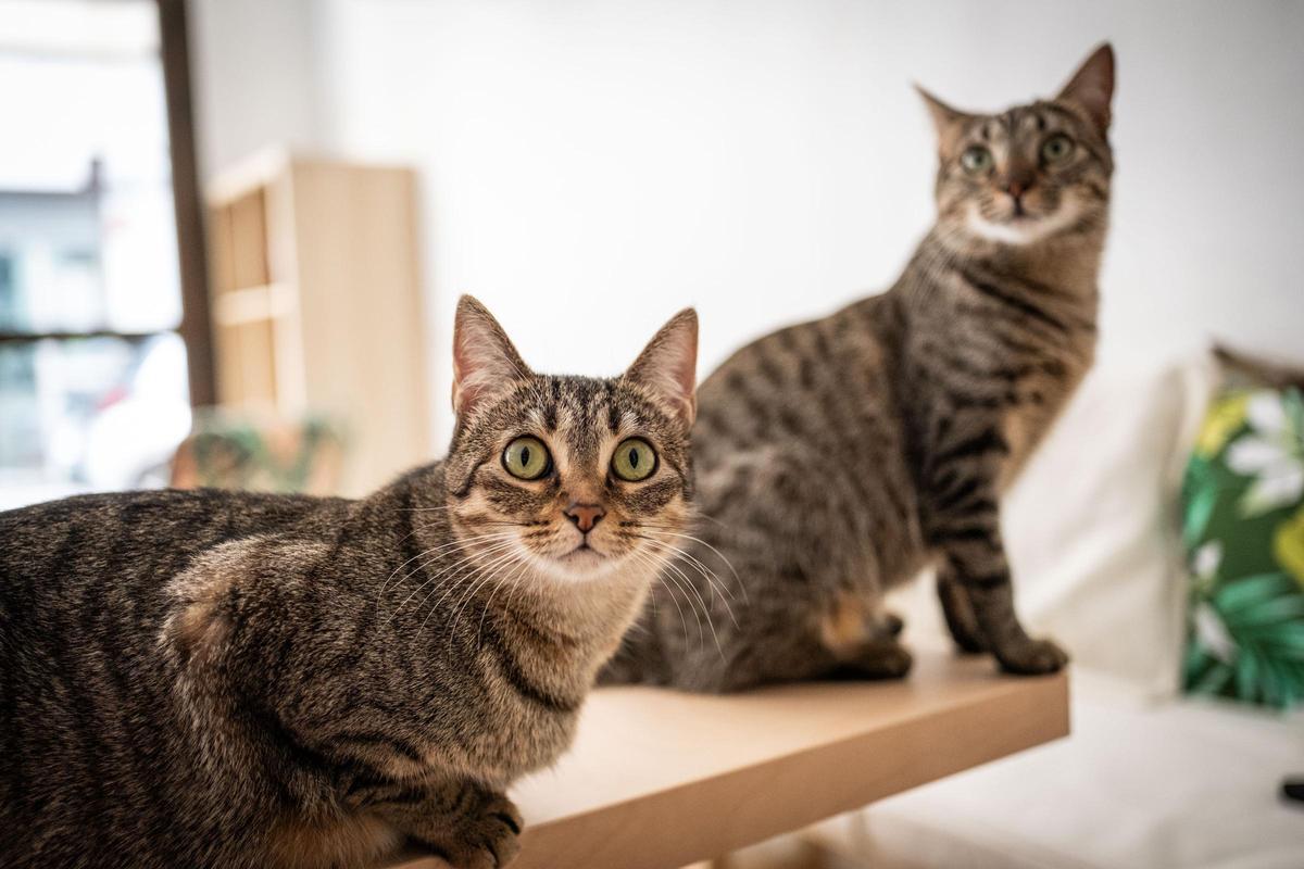 La gatería en Santa Cruz