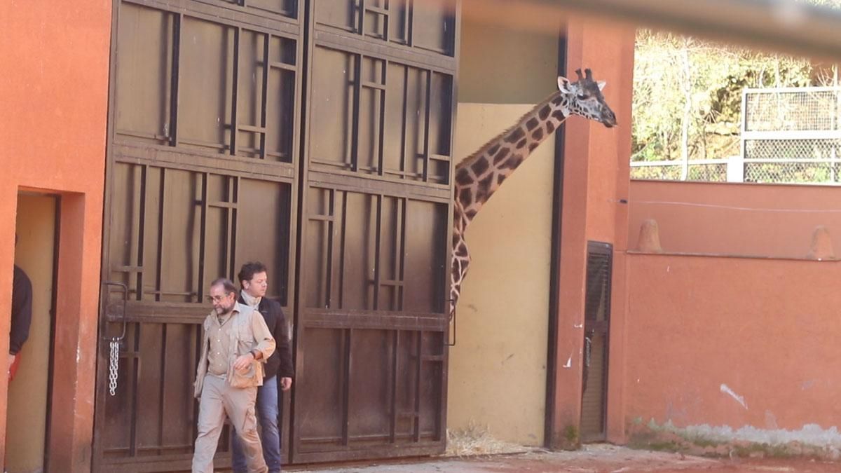 Bulería, la primera jirafa del Zoo de Córdoba