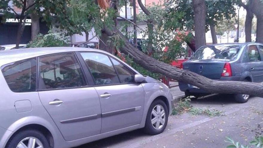 Un árbol se desploma en el parque Luis Martí Alegre