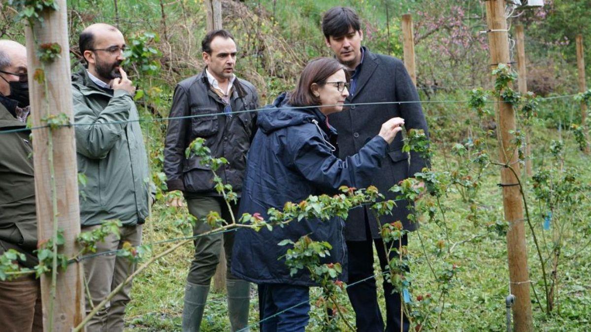 Carmen Martínez muestra las plantaciones al consejero de Ciencia y otros acompañantes.