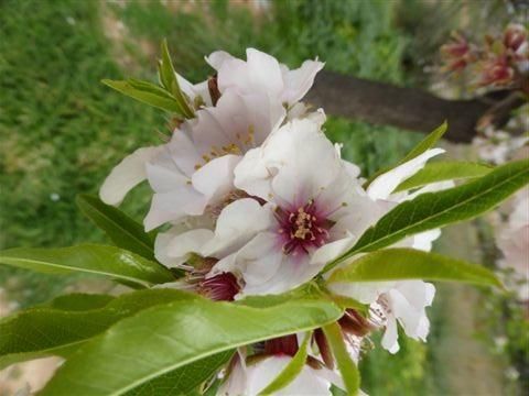 Mandelblüte auf Mallorca