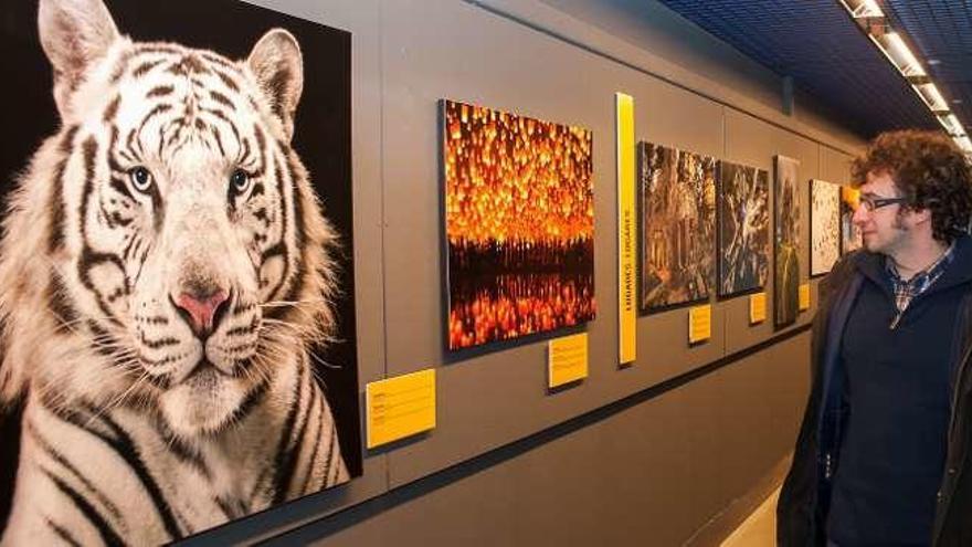 José Manuel Sande, ayer, en el acuario, mira fotos de la muestra.